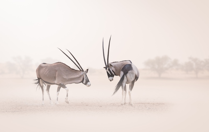 Westville Camera Club - Nicolette Forbes - Confrontation in the dust