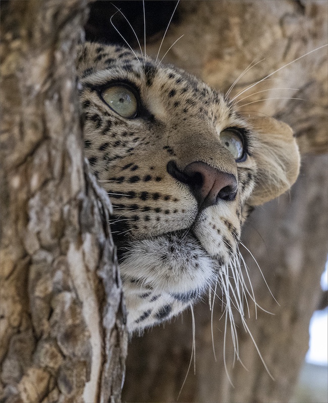 Adele Delport - Kriel Foto Club - Luiperd loer