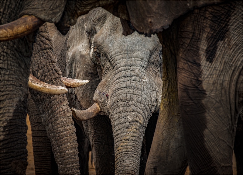 Anton La Grange - Mosselbaai Kameraklub - Framed