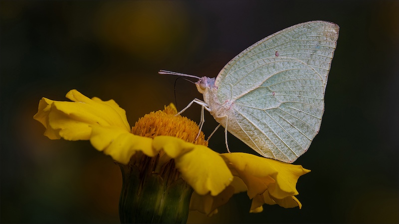 Jacques Kruger - Ermelo Fotoklub - Plain Jane
