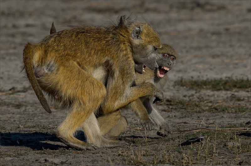 Leon Venter - Bethal Fotografie Klub - BOBEJAAN ARGUMENT