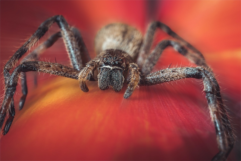 Louis van der Walt - Sasol Highveld Photography Club - Rain Spider