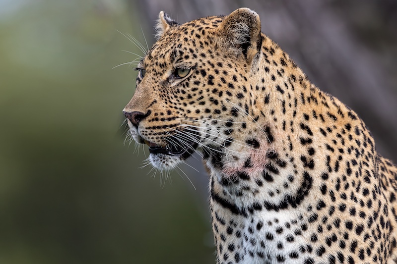 Nicolette Forbes -  Independent - Focussed