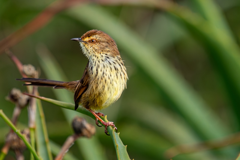 Peter Oosthuizen - Knysna Photographic Society - Karoo Prinia