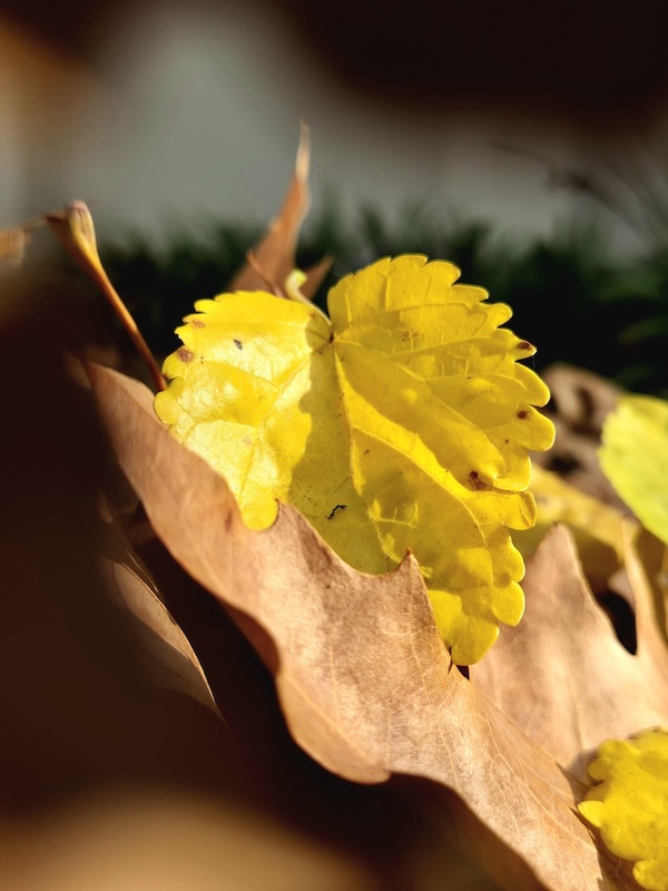 Schools - Parktown High School for Girls - Azra Karodia - Hidden Gems Of Fall