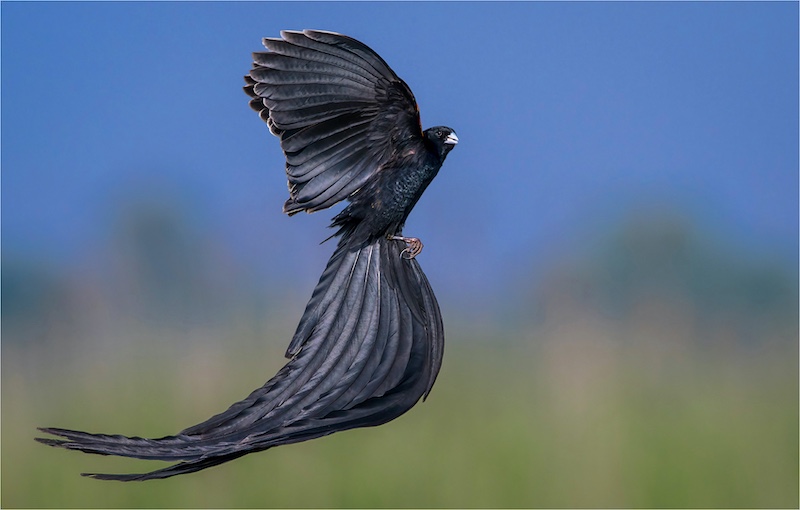 Theo Van Der Merwe - Boksburg Camera Club - WIdow Bird Mating Dance