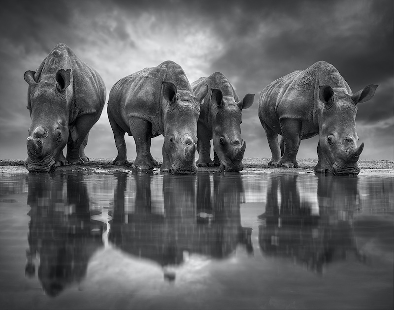 Ursula Baumann - Randburg Foto Klub - The big thirst