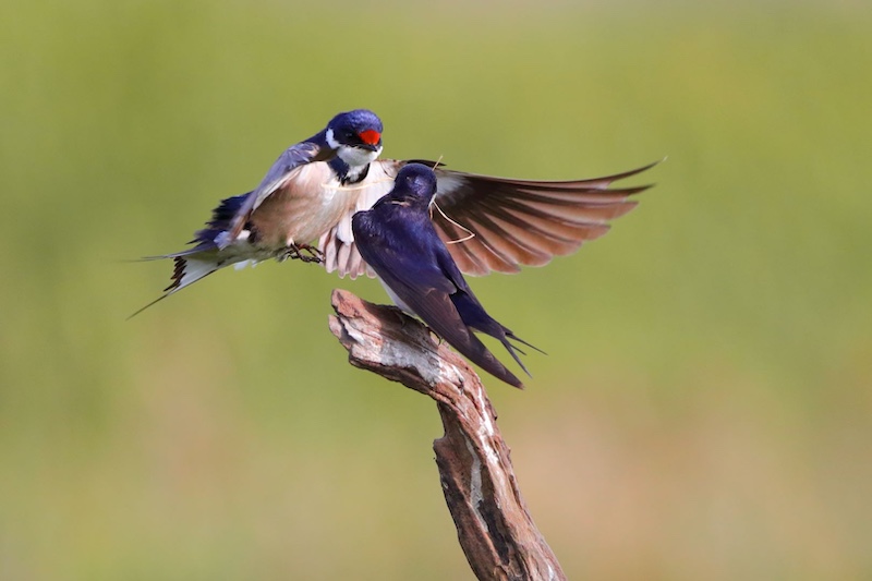 Zhongjie Huan - Pretoria Photographic Society - Swallow