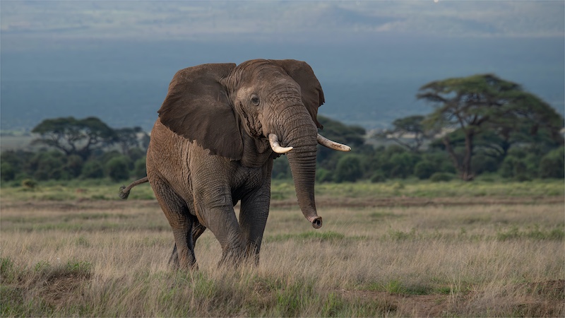 AFO - Tania Cholwich - Angry elephant