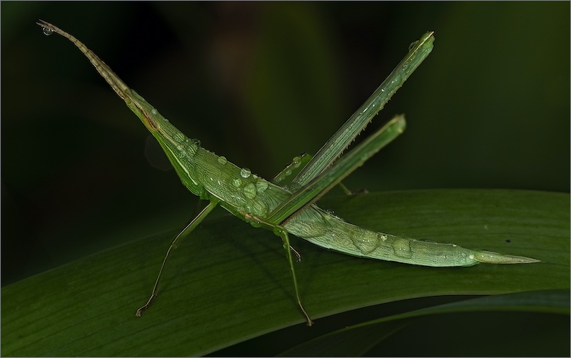 Amber Camera Club - Shirley Swingler - Common Stick Grasshopper