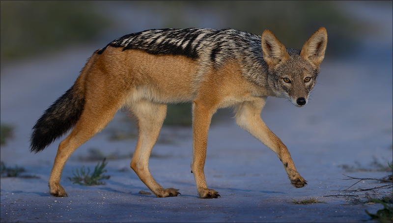 Bethal Fotografie Klub - Johan Drotsky - Poot op