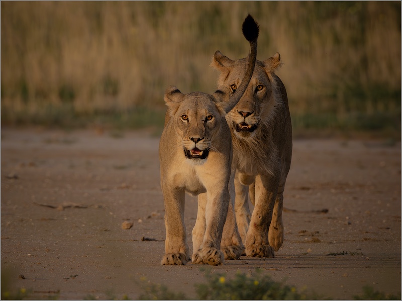 Bosveld Fotografie Klub - Lizelle Koch - Zooming In