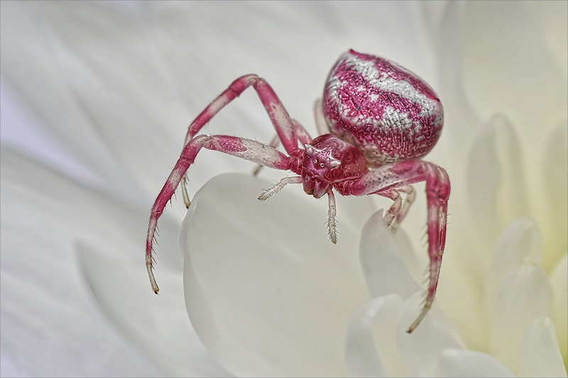 Centurion Camera Club - Gert de Beer - Crab spider