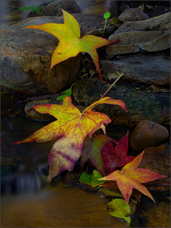 Eden Photographic Society - Johan Enslin - Laaste Herfsblare