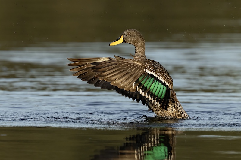 Edenvale Photographic Club - Ettienne Van Niekerk - Yellow billed duck A