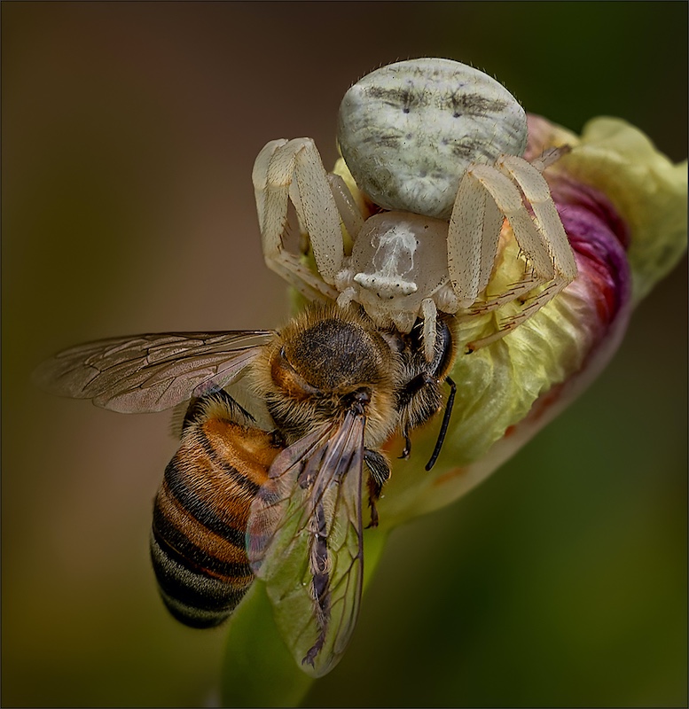 Ermelo Fotoklub - Christa Strauss - Nekgreep