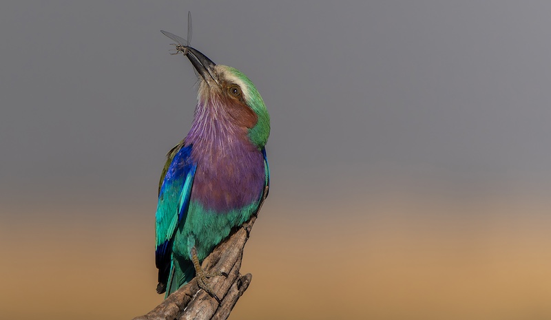 George Camera Club - Trix Jonker - Naaldekoker ontbyt