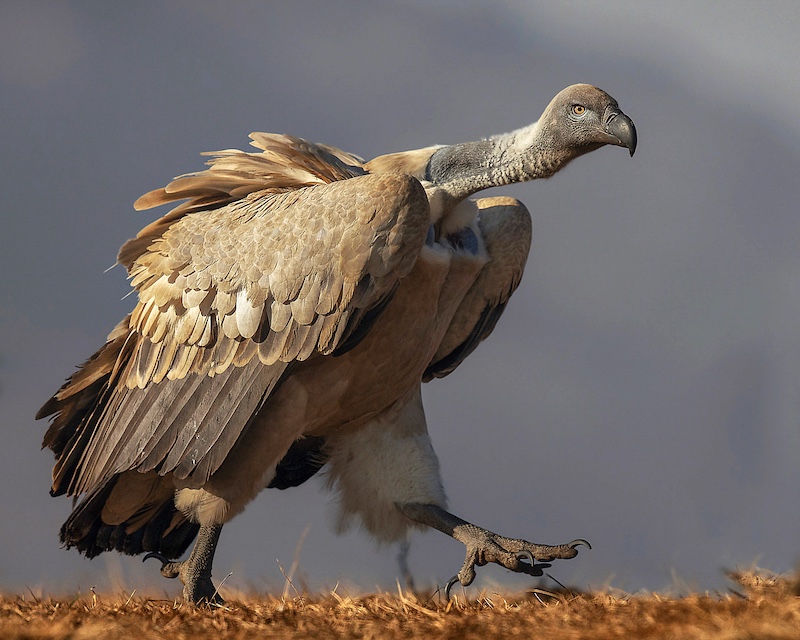 Highway Camera Club - Hugh Watson - Vulture stepping out