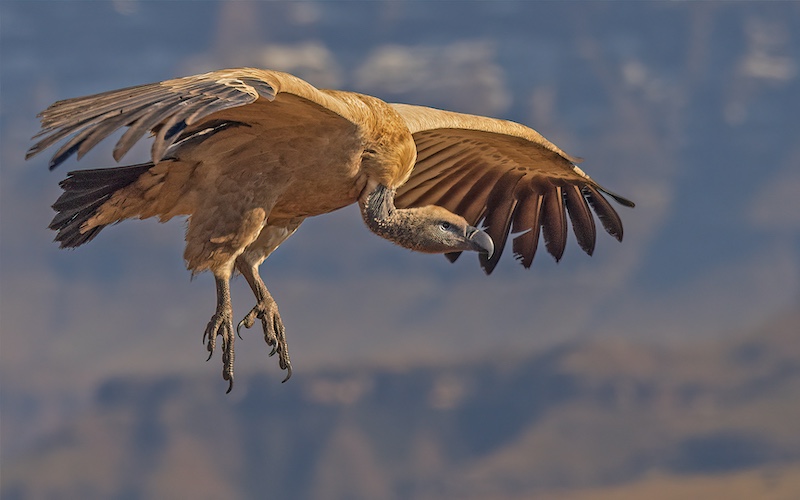 Hillcrest Camera Club - David Knox-Whitehead - Scouting Scavenger