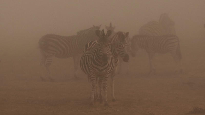 Jeffreys Bay Camera Club - Albertyn Potgieter - Zebra in the mist