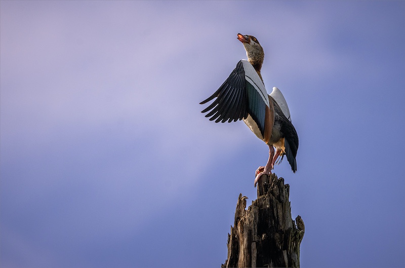 Klerksdorp Fotografie Klub - Jacobus Vorster - Kolgans