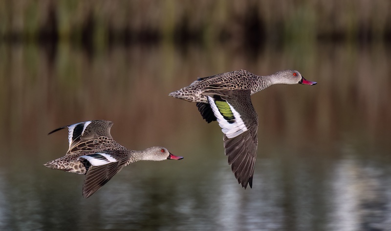 Kowie Camera Club - Lynton Perry - Formation