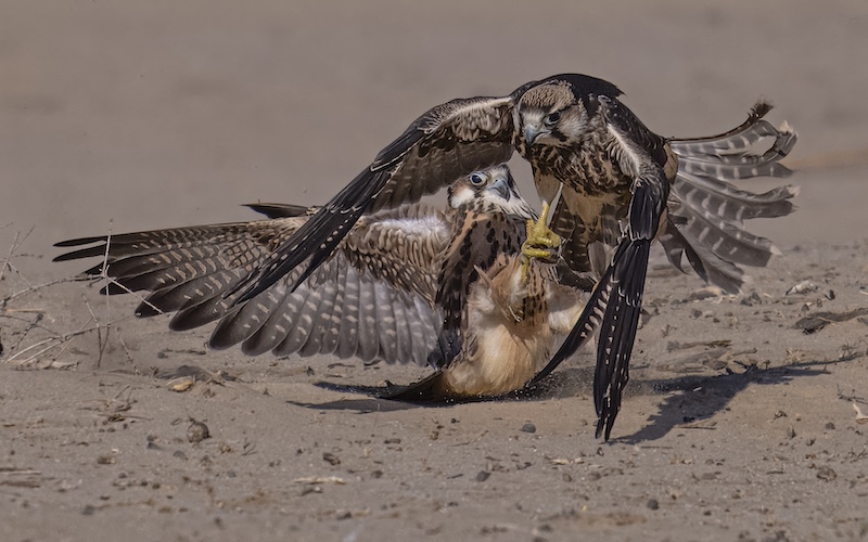 Magalies Foto Fun Club - Mariette Goosen - Juvenile Lanner Falcon fight