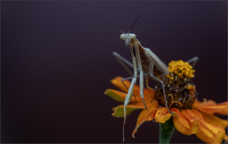Pretoria Photographic Society - Giuseppe Carbonatto - Im posing