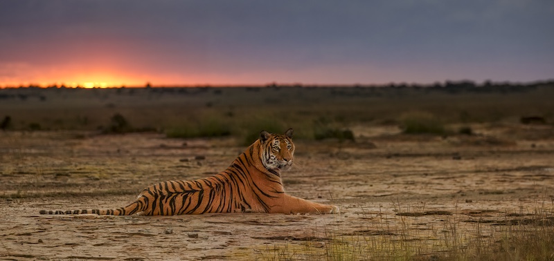 Princes Grant Camera Club - Sharlene Cathro - Sunset Tiger