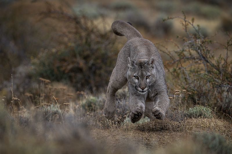 Sandton Photographic Society - Jayesh Hargovan - Puma Pounces