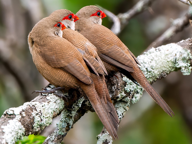 Sapphire Coast Camera Club - Peter McIntyre - Common Waxbills