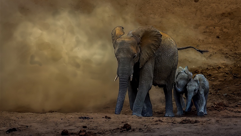 Sasol Highveld Photography Club - Peter Winnan - Mom and Twins