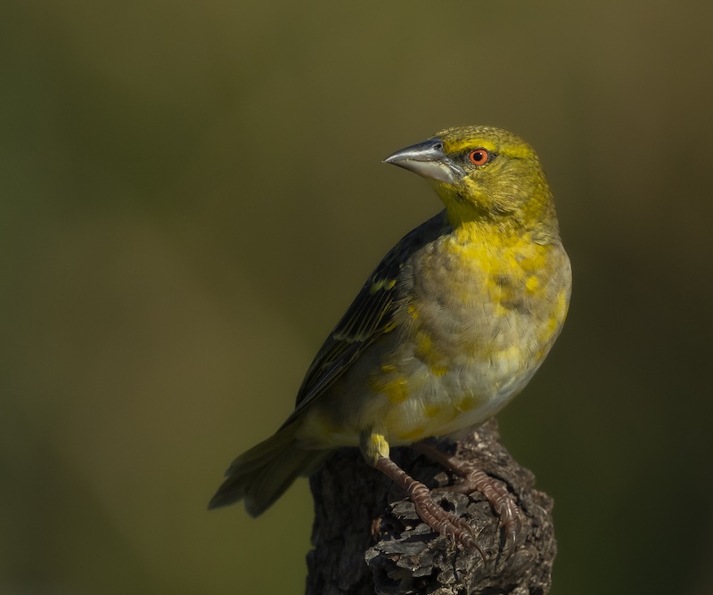 Scottburgh Camera Club - Darryll Benecke - Always Angry