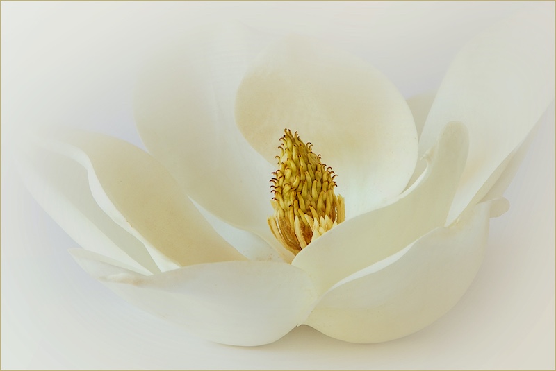 Tafelberg Fotografieklub - Rudolph Hiemstra - Magnolia