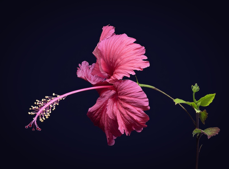 Witzenberg Photographic Society - Mariana Visser - Pink Hybiscus