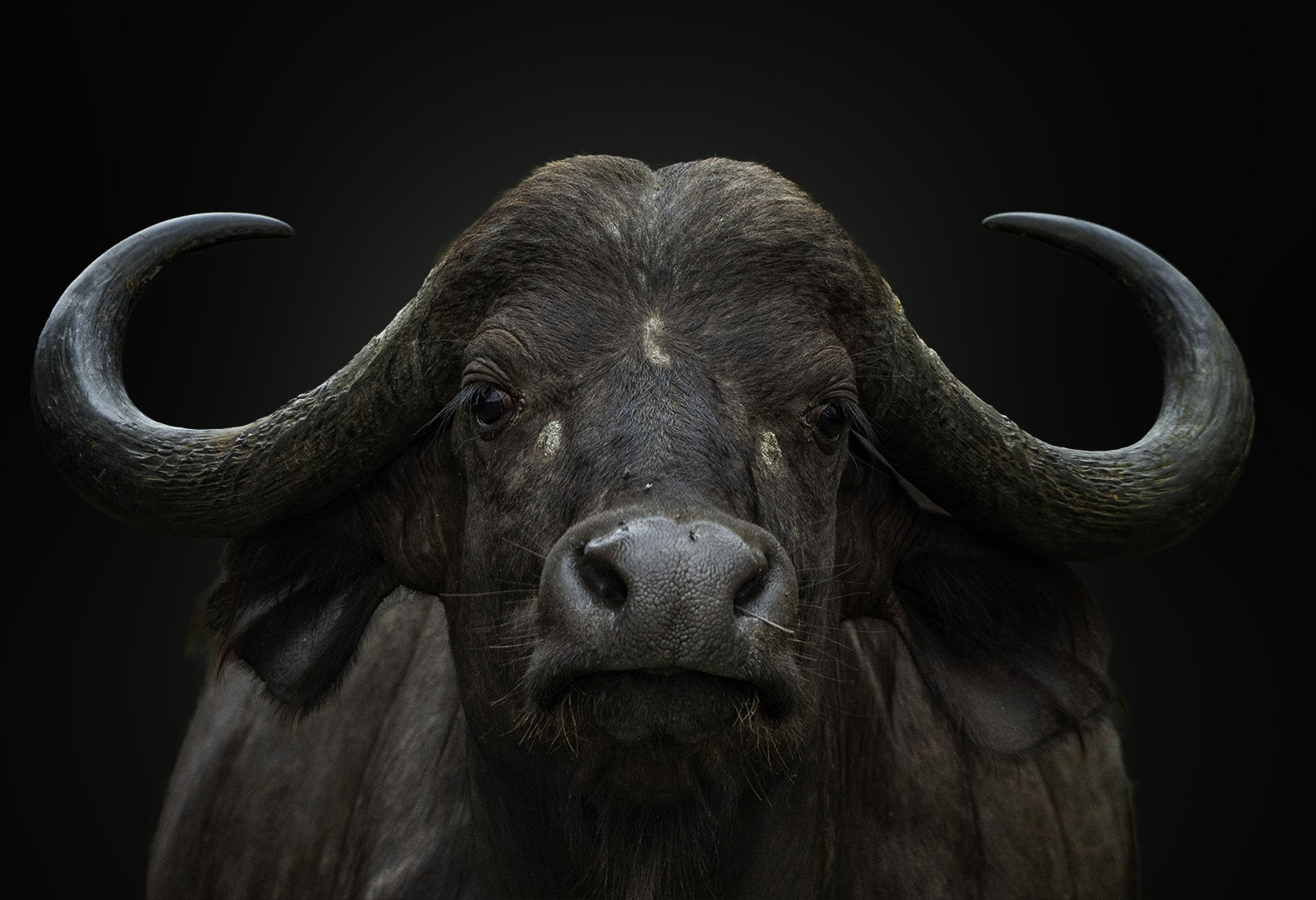 Best MFFC Member Entry - Club Medal - Animal Portraits  - Colour - African buffalon - Mia Joubert - Magalies Foto Fun Club