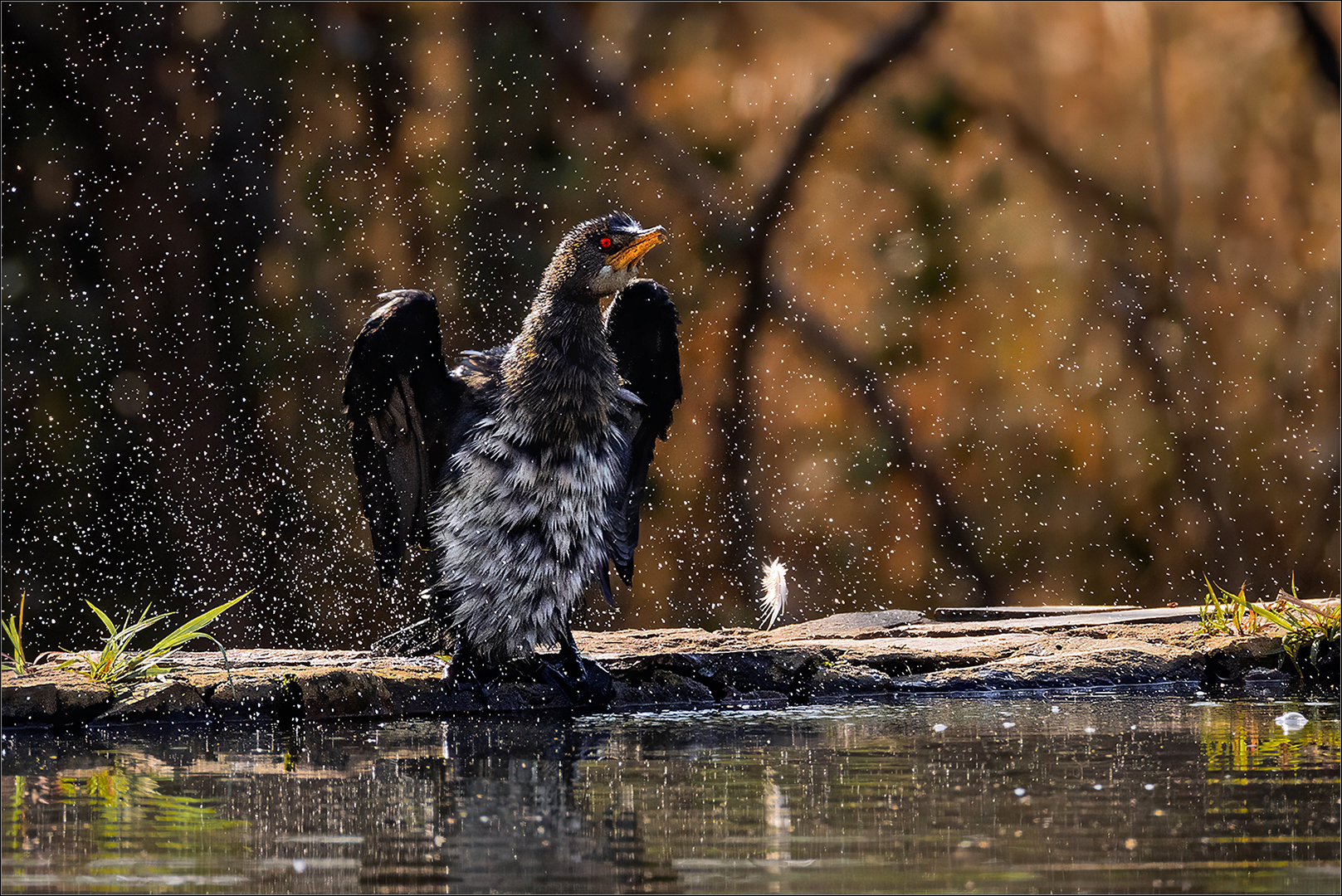 Best MFFC Member Entry - Club Medal - Nature Birds Only - Colour - Cormorant shaking off water - Gerhard Grove - Magalies Foto Fun Club