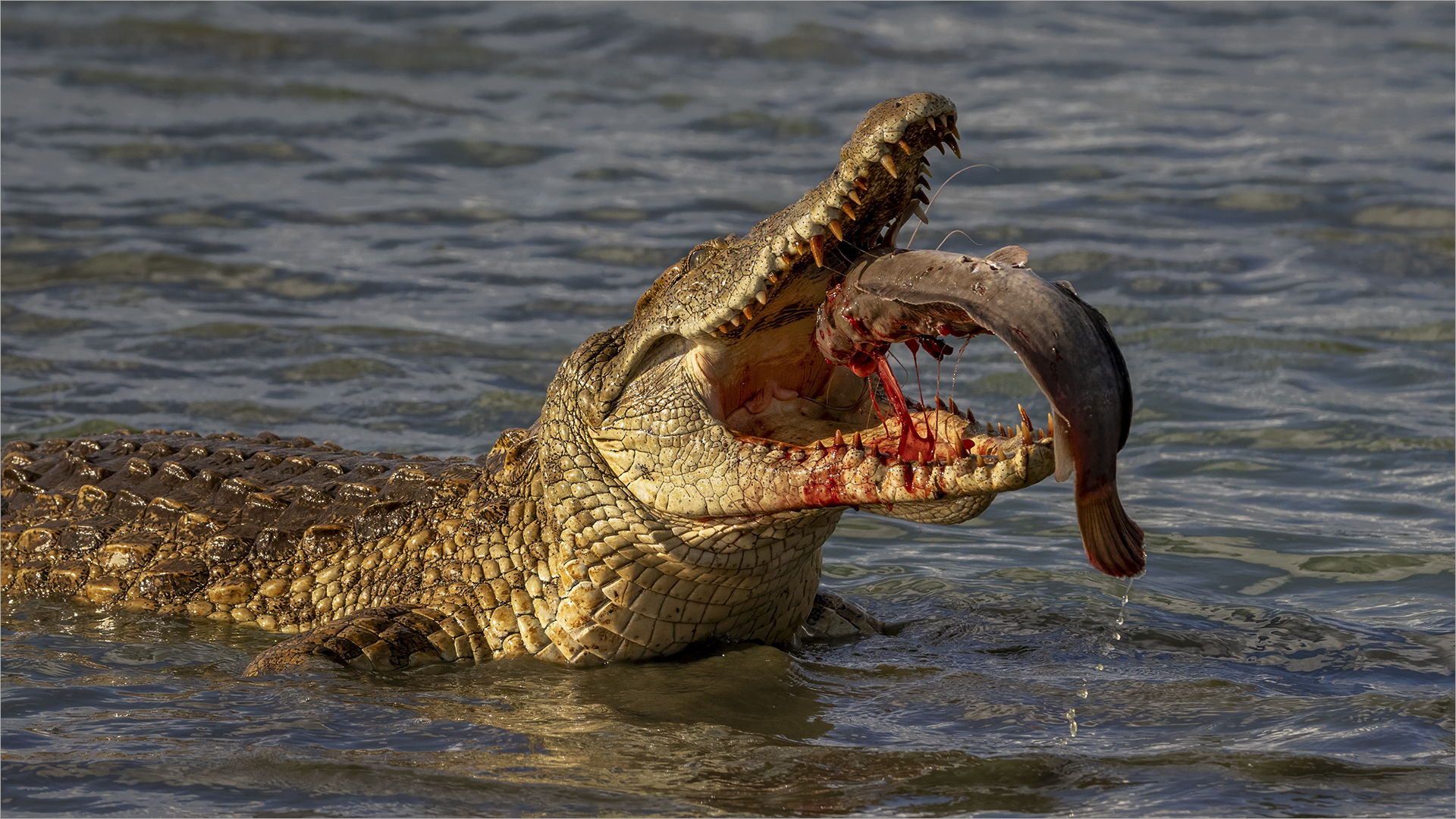 Best MFFC Member Entry - Club Medal - Nature No Birds - Colour - Bloederige ete 5293 HD - Tokkie Labuschagne  - Magalies Foto Fun Club