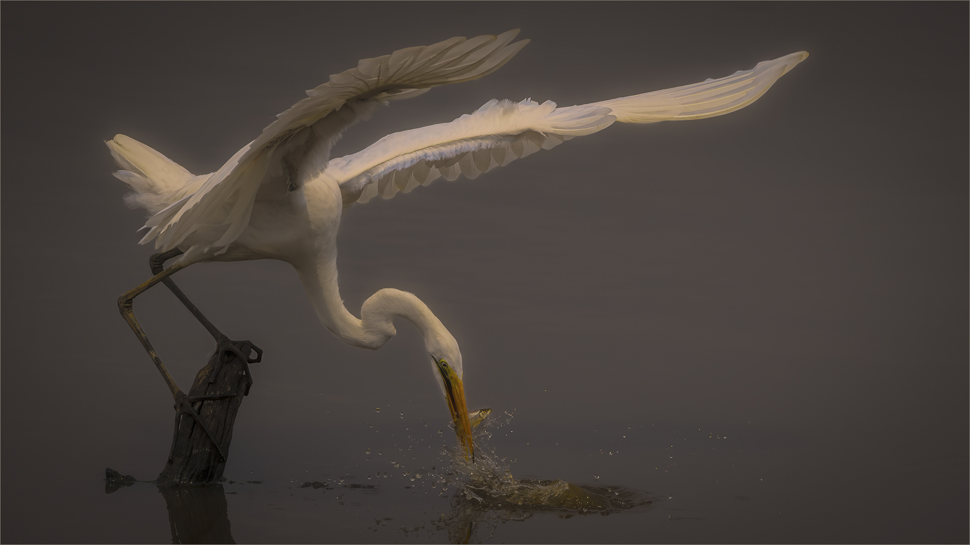 Best MFFC Member Entry - Club Medal - Open Colour - Bird Art 2551 HDm - Tokkie Labuschagne  - Magalies Foto Fun Club