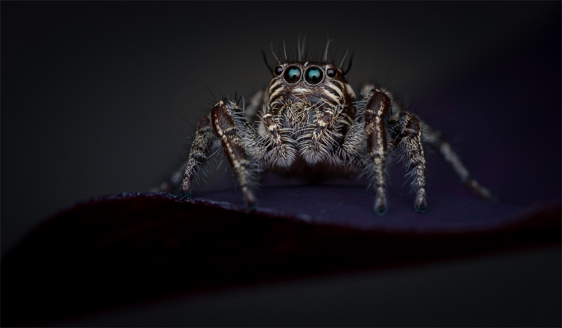 Category Runner Up - Club Medal - Nature No Birds - Colour - The Quiet Stalker - Hannes Claassens - Midlens Fotoklub