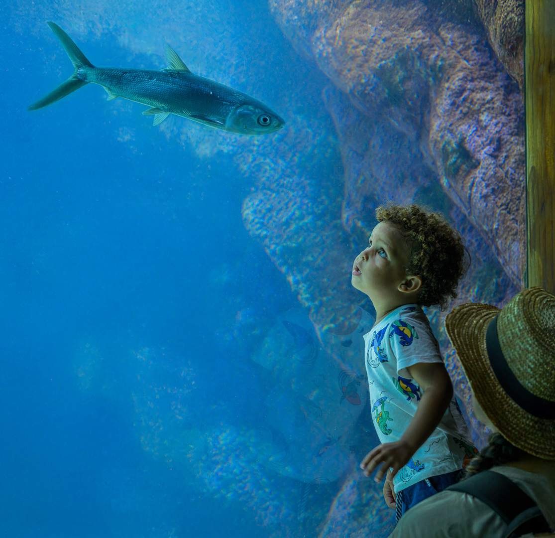 Category Runner Up - Club Medal - Open Colour - Under the Sea - Sandy van Heerden - Durban Camera Club