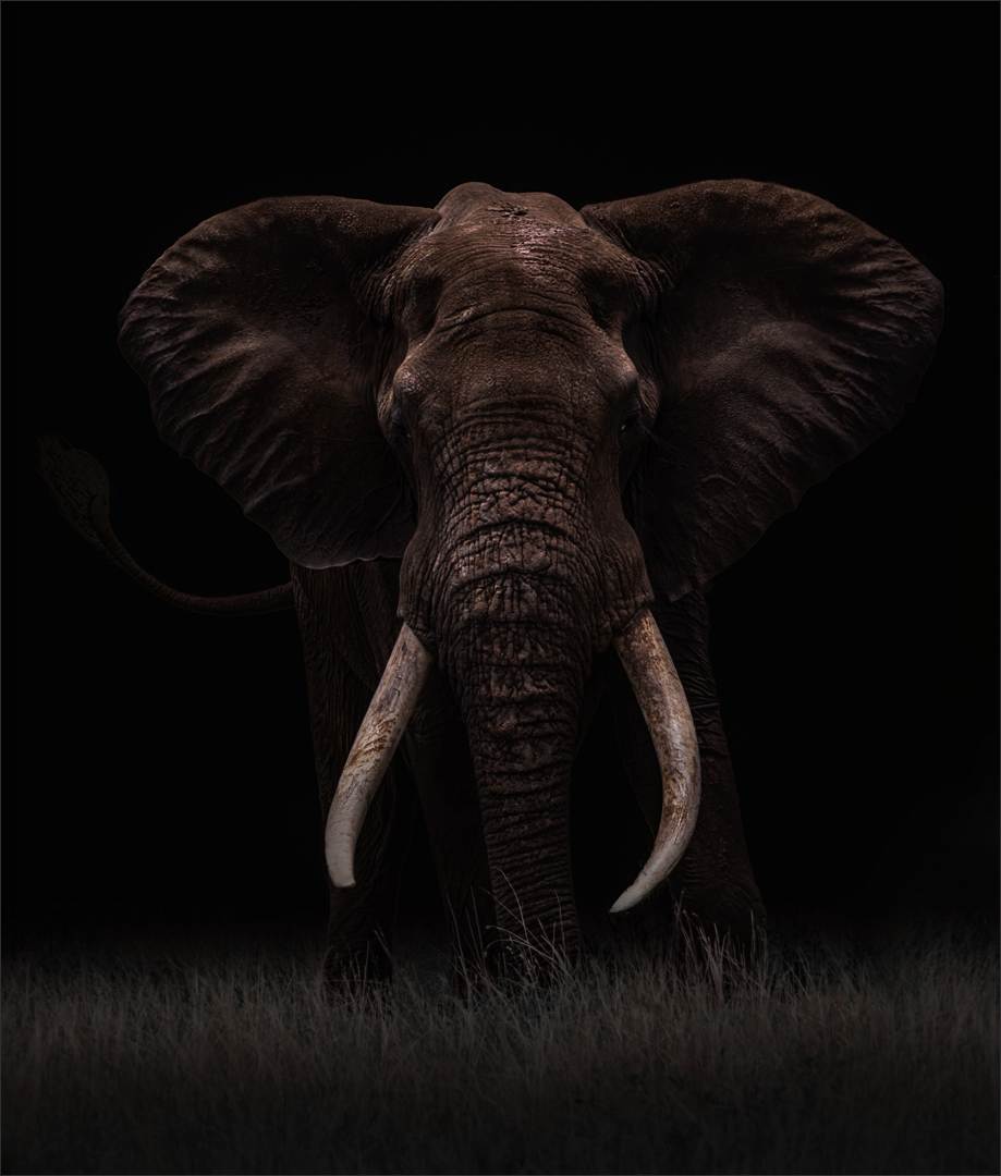 Category Winner - PSSA Silver Medal - Animal Portraits  - Colour - Tusker by Night - Natasha  Bird - Southern Suburbs Camera Club