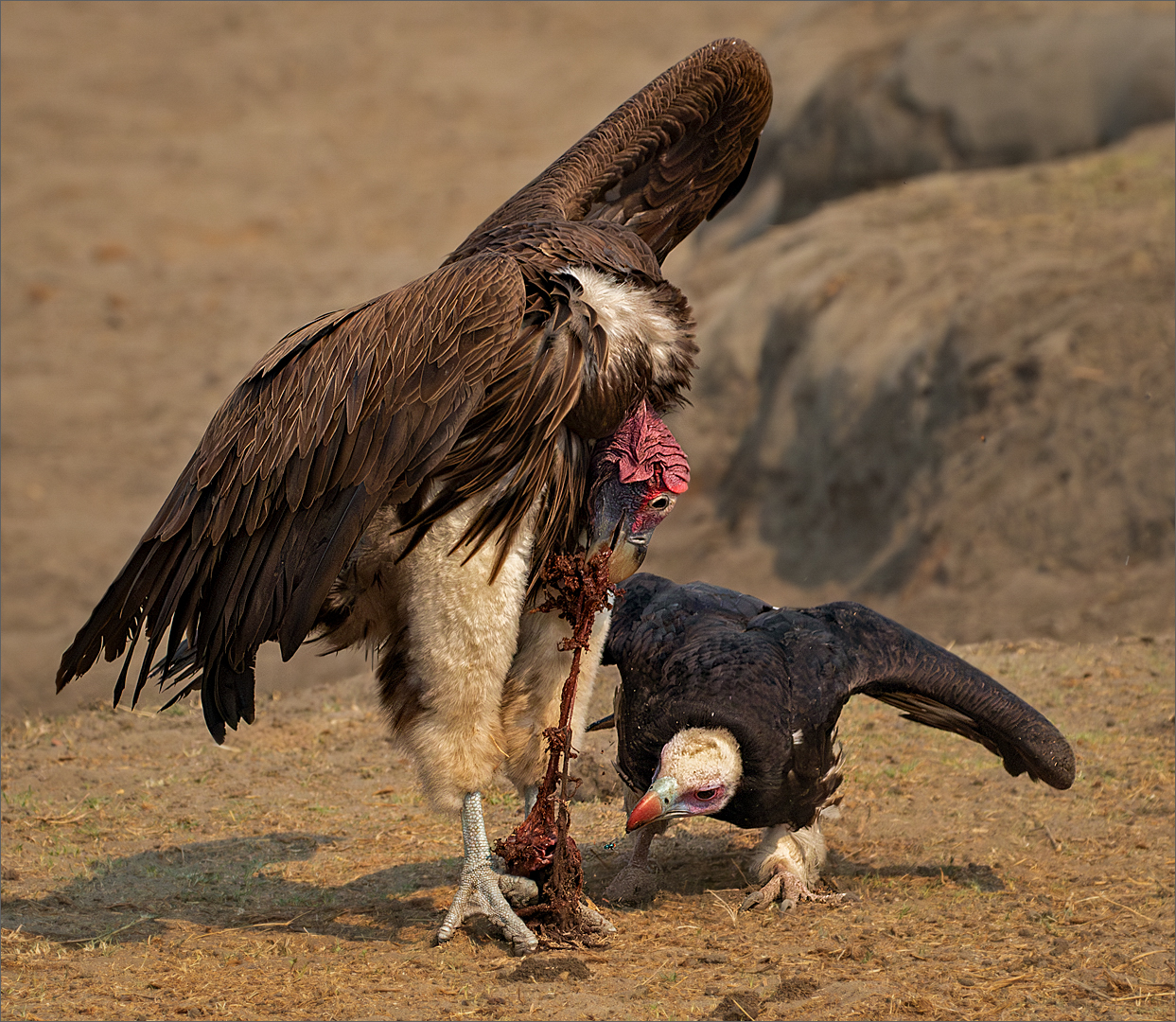 Category Winner - PSSA Silver Medal - Nature Birds Only - Colour - Aasvoeldiefstal - Mietsie Visser - Vanderbijlpark Fotografiese Vereniging