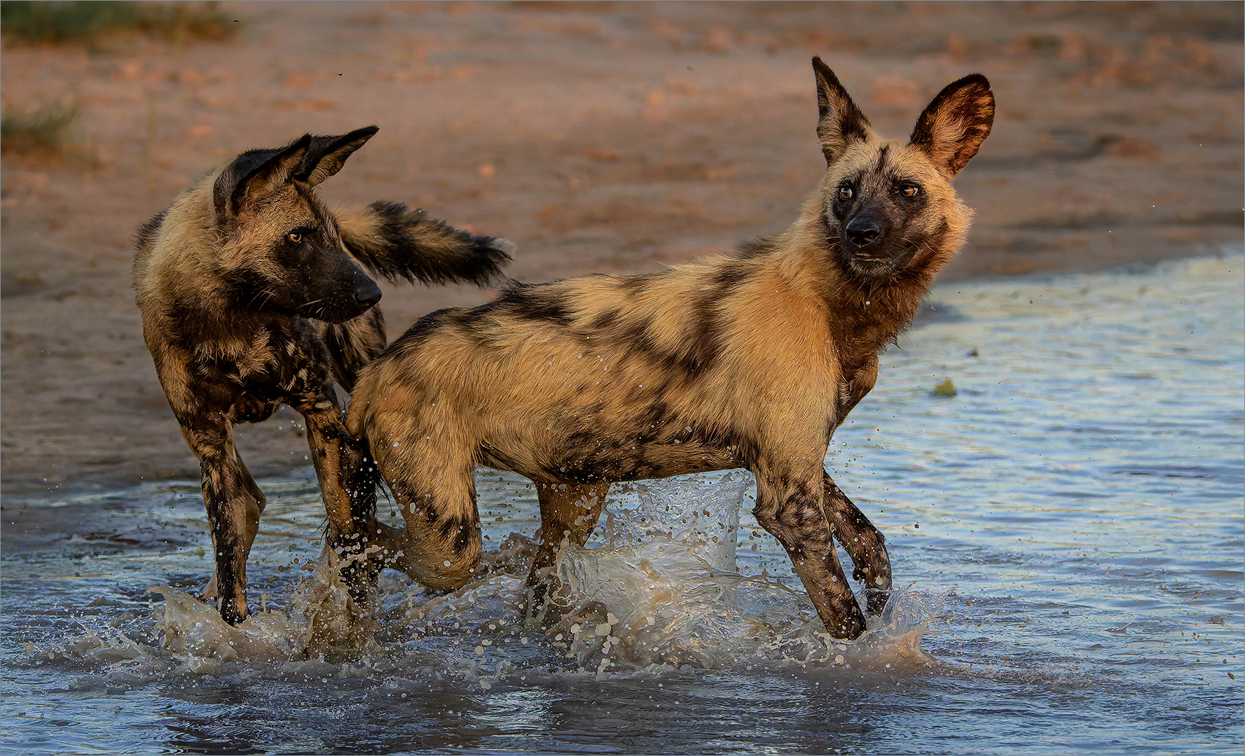 Category Winner - PSSA Silver Medal - Nature No Birds - Colour - Twee Honde laat middag - Jan  van Niekerk - Ermelo Fotoklub
