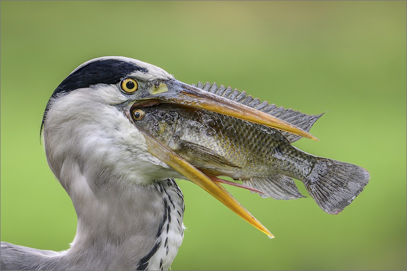 PSSA Silver Medal - Nature - Birds Only - Eye to Eye - Sandy van Heerden - Durban Camera Club