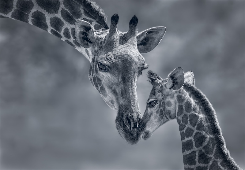 PSSA Silver Medal - Prints Open Monochrome - Tender love - mono - Karen Van Zyl - Tafelberg  Fotografieklub