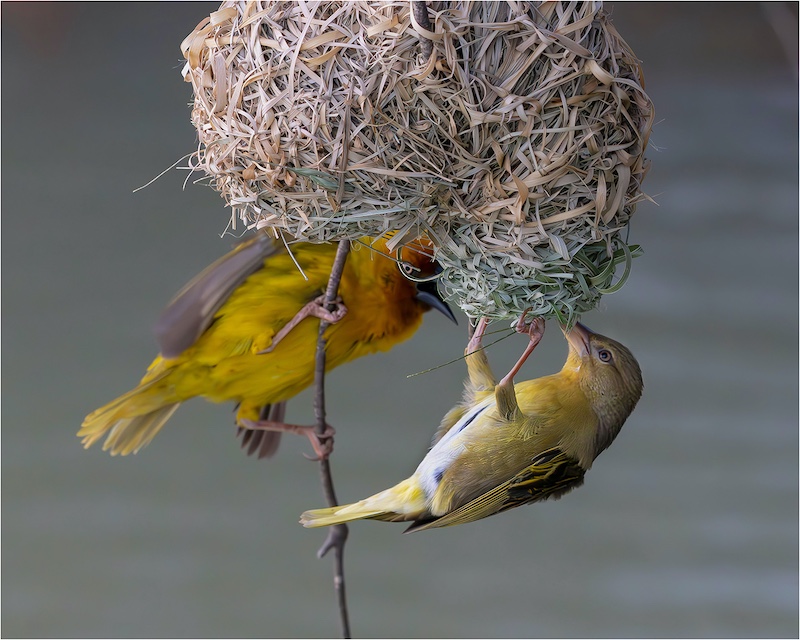 TAFklub Silver Medal - Nature - Birds Only - See if female like the nest - Francois du Bois - Tygerberg Photographic Society
