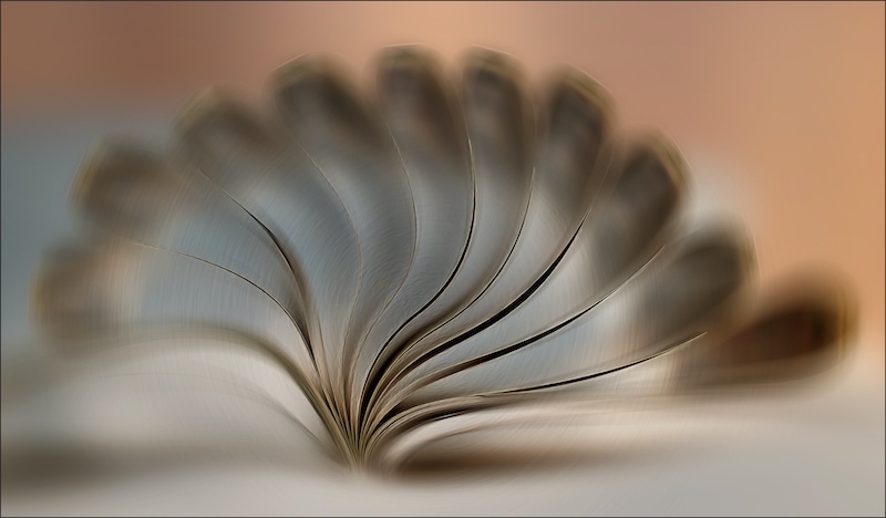 TAFklub Silver Medal - Open Colour - Fanned pages - Christa Strauss - Ermelo Fotoklub