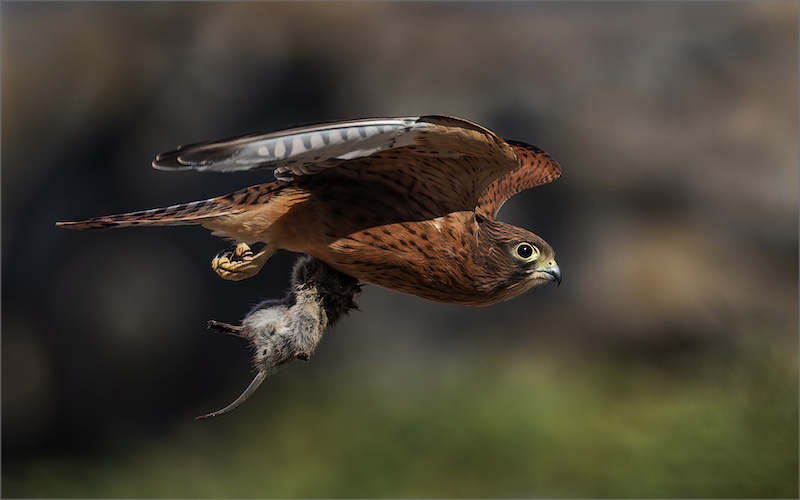 Category Runner Up - Club Medal - Nature Birds Only - Kransvalkie met muisvangs - Adriaan Van Zyl - Tafelberg  Fotografieklub