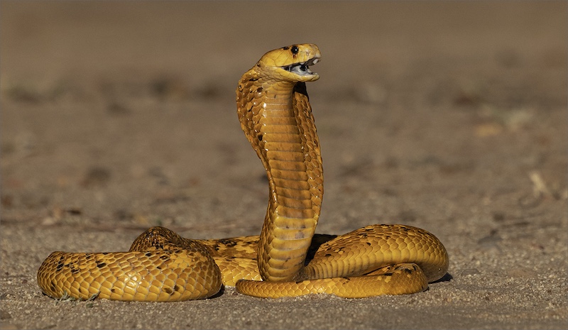 Category Runner Up - Club Medal - Nature No Birds  - Cape Cobra with open month 701 - Rodney  Cory - Southern Suburbs Camera Club